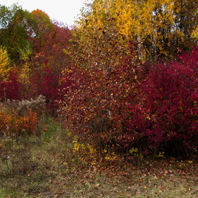 Осенние краски леса